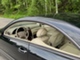 Mercedes-Benz CLK