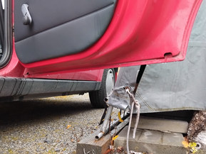 Peugeot 306
